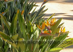 Garden in front of the sidi alicante hotel